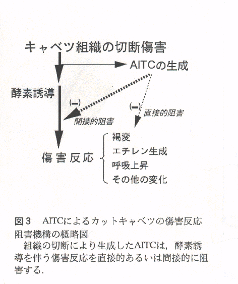図3.AITCによるカットキャベツの傷害反応阻害機構の概略図