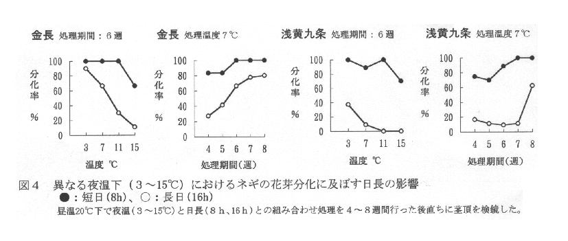 図4.異なる夜温下におけるネギの花芽分化に及ぼす日長の影響