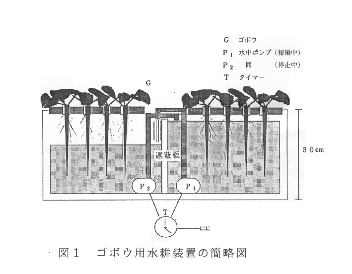 図1.ゴボウ用水耕装置の間略図