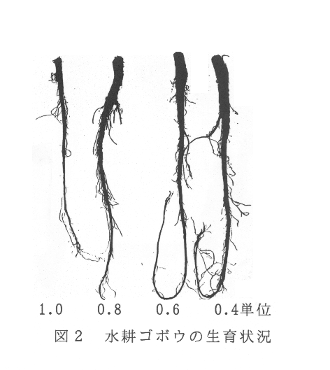 図2.水耕ゴボウの生育状況