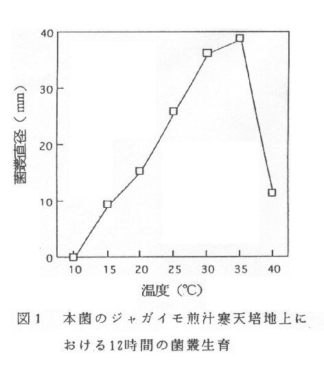 図1.本菌のジャガイモ煎汁寒天培地上における12時間の菌叢生育