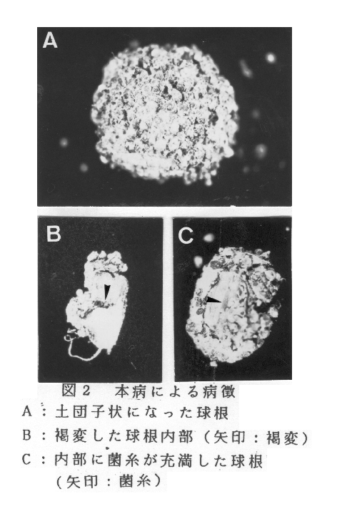 図2.本病による病徴