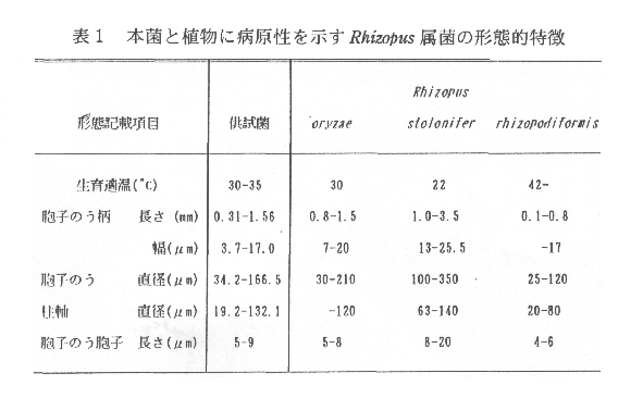 表1.本菌と植物に病原性を示すRhizopus属菌の形態的特徴