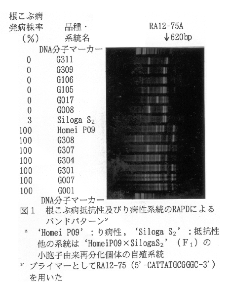 図1.根こぶ病抵抗性及びり病性系統のRAPDによるバンドパターン