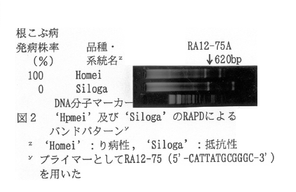 図2.'Hpmei'及び'Siloga'のRAPDによるバンドパターン