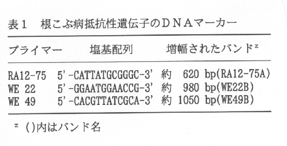 表1.根こぶ病抵抗性遺伝子のDNAマーカー