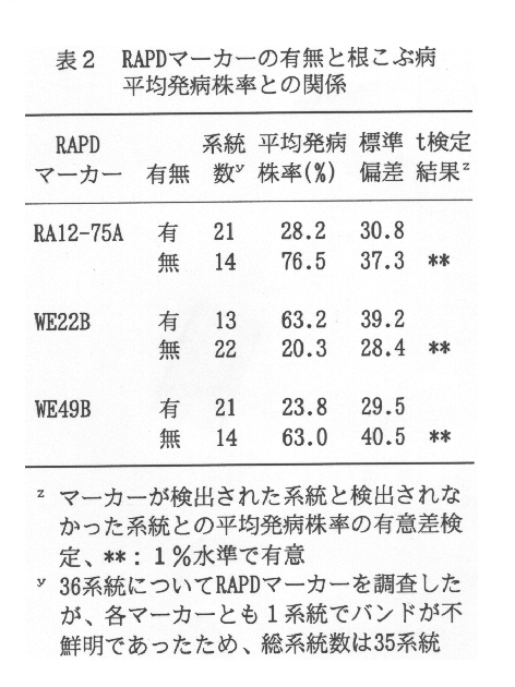 表2.RAPDマーカーの有無と根こぶ病平均発病株率との関係