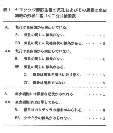 表1.ヤマツツジ節野生種の気孔およびその周囲の表皮細胞の形状に基づく二分式検索表