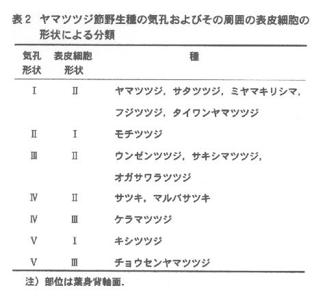 表2.ヤマツツジ節野生種の気孔およびその周囲の表皮細胞の形状による分類