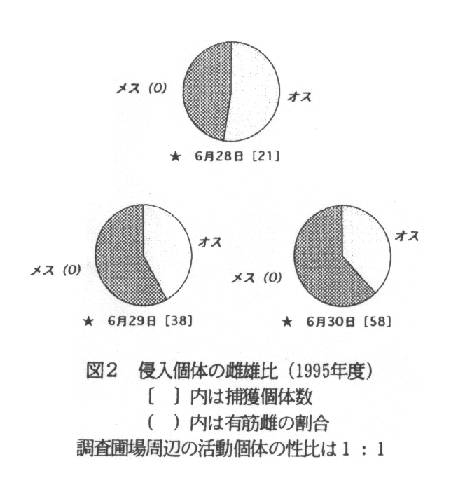 図2.侵入個体の雌雄比