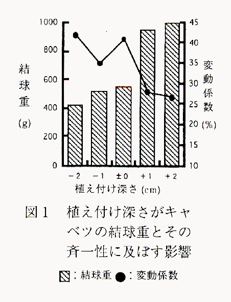 図1 植付け深さがキャベツの結球重とその斉一性に及ぼす影響