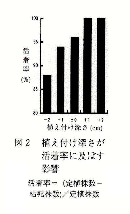 図2 植付け深さが活着率に及ぼす影響