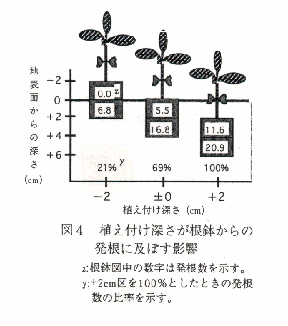 図4 植付け深さが根鉢からの発根に及ぼす影響