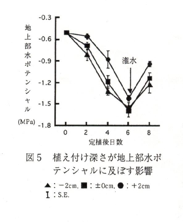 図5 植付け深さが地上部水ポテンシャルに及ぼす影響