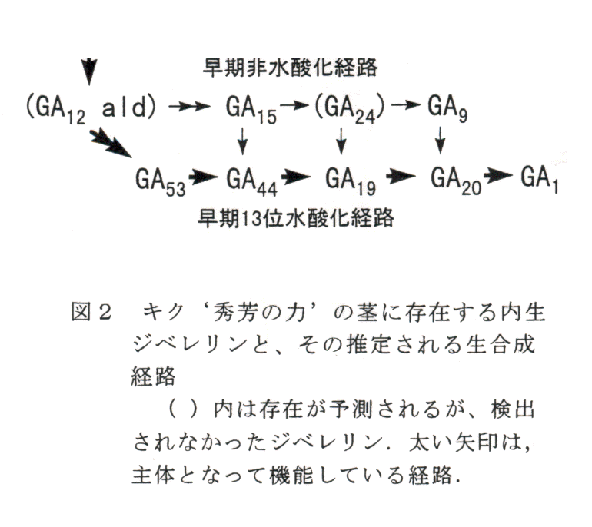 図2 キク'秀芳の力'の茎に存在する内生ジベレリンとその推定される生合成経路