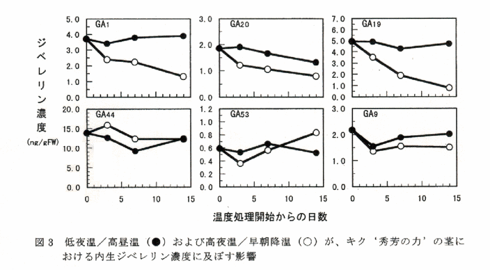 図3 低夜温/高昼温および高夜温/早朝降温がキク'秀芳の力'の茎における内生ジベレリン濃度に及ぼす影響