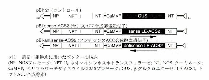 図1 遺伝子組換えに用いたベクターの構造