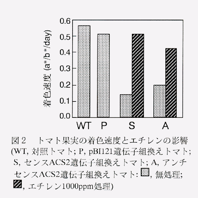 図2 トマト果実の着色速度とエチレンの影響