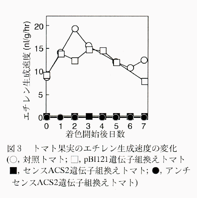 図3 トマト果実のエチレン生成速度の変化