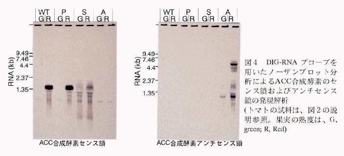 図4 DIG-RNAプローブを用いたノーザンブロック分析によるACC合成酵素のセンス鎖およびアンチセンス鎖の発現解析