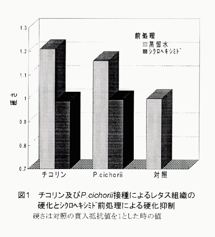 図1 チコリン及びP.cichorii接種によるレタス組織の硬化とシクロヘキシミド前処理による硬化抑制