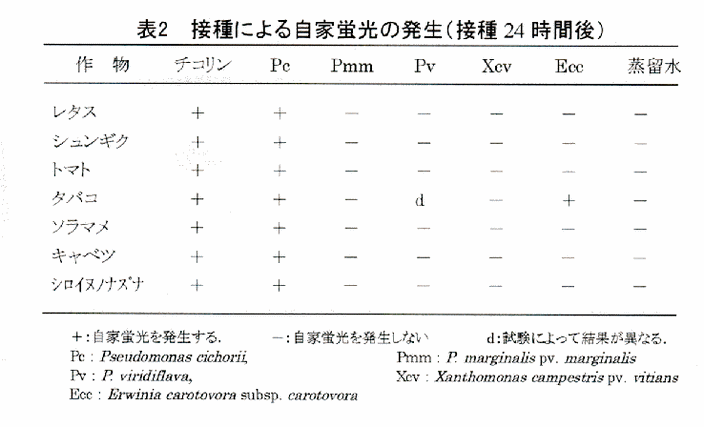 表2 接種による自家蛍光の発生
