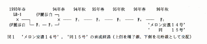 図1 'メロン安濃14号'、'同15号'の育成経過