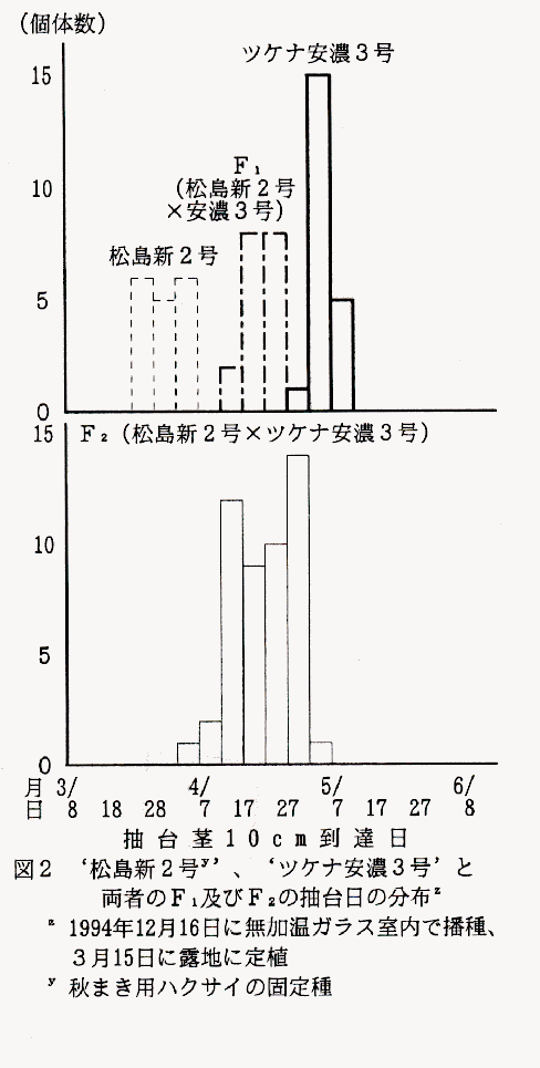 図2 '松島新2号y'、'ツケナ安濃3号'と両者のF1及びF2の抽台日の分布