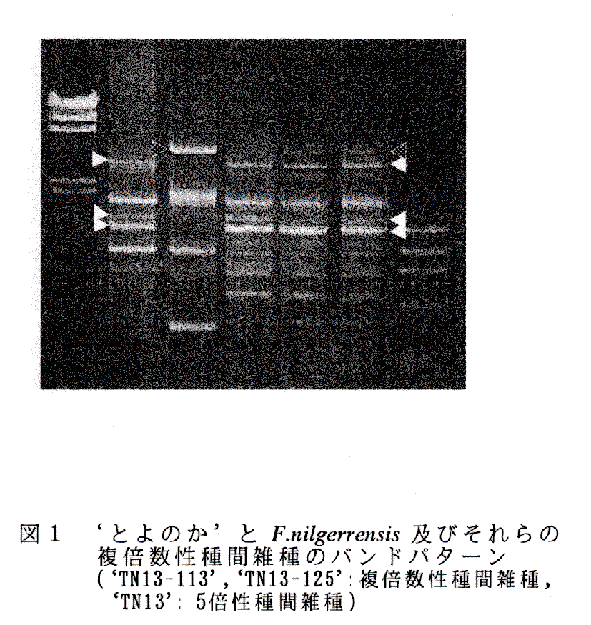 図1 'とよのか'とF.nilgerrensis及びそれらの複倍数性種間雑種のバンドパターン