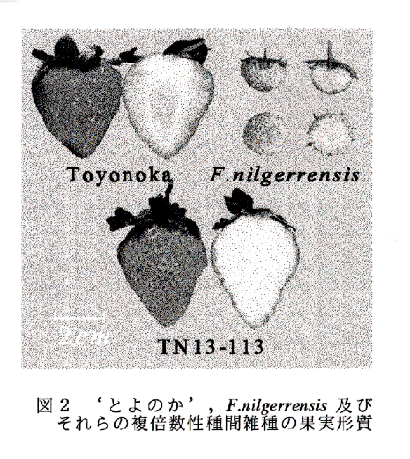 図2 'とよのか'。F.nilgerrensis及びそれらの複倍数性種間雑種の果実形質