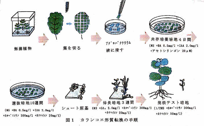 図1 カランコエ形質転換の手順