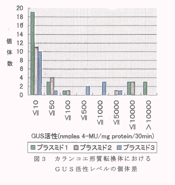 図3 カランコエ形質転換体におけるGUS活性レベルの個体差