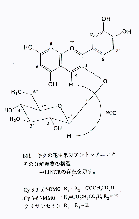 図1 キクの花由来のアントシアニンとその分解産物の構造