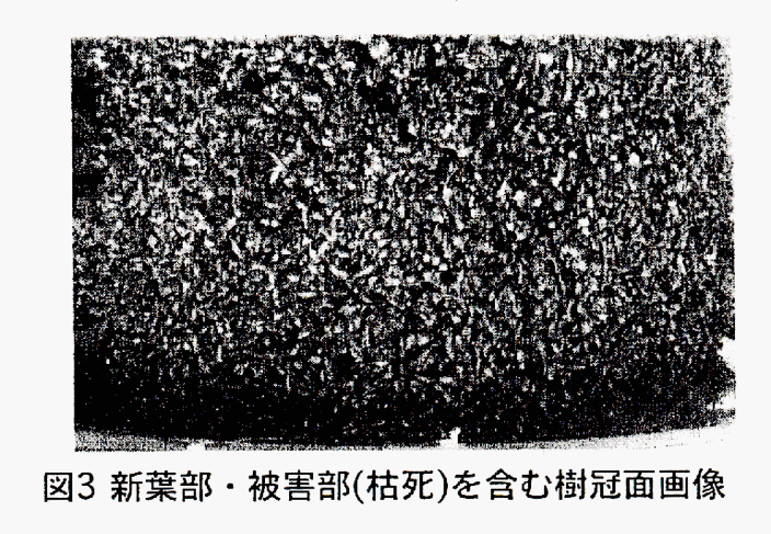 図3 新葉部・被害部(枯死)を含む樹冠画面像