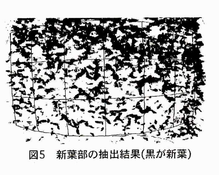 図5 新葉部の抽出結果