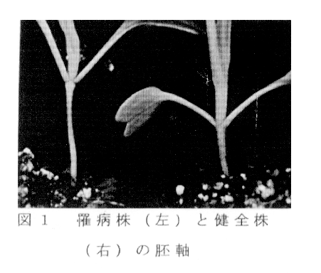 図1:罹病株と健全株の胚軸