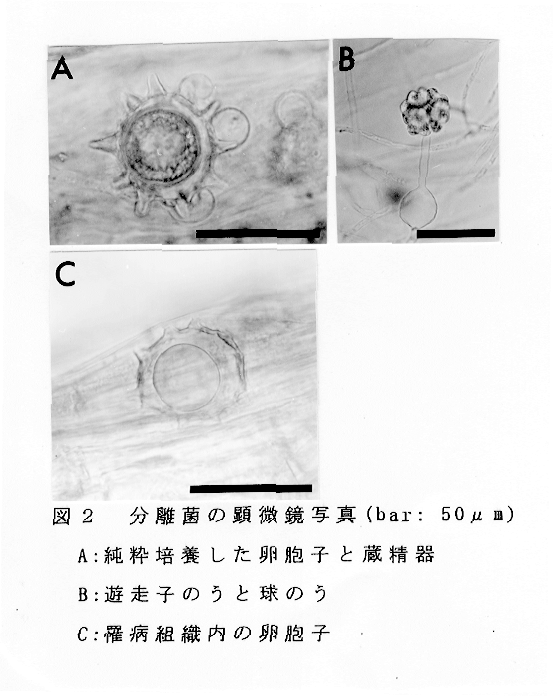 図2:分離菌の顕微鏡写真