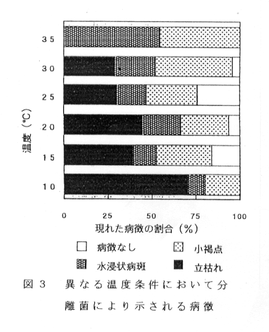 図3:異なる温度条件において分離菌により示される病徴