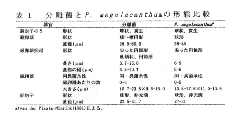 表1:分離菌とP.megalacanthumの形態比較