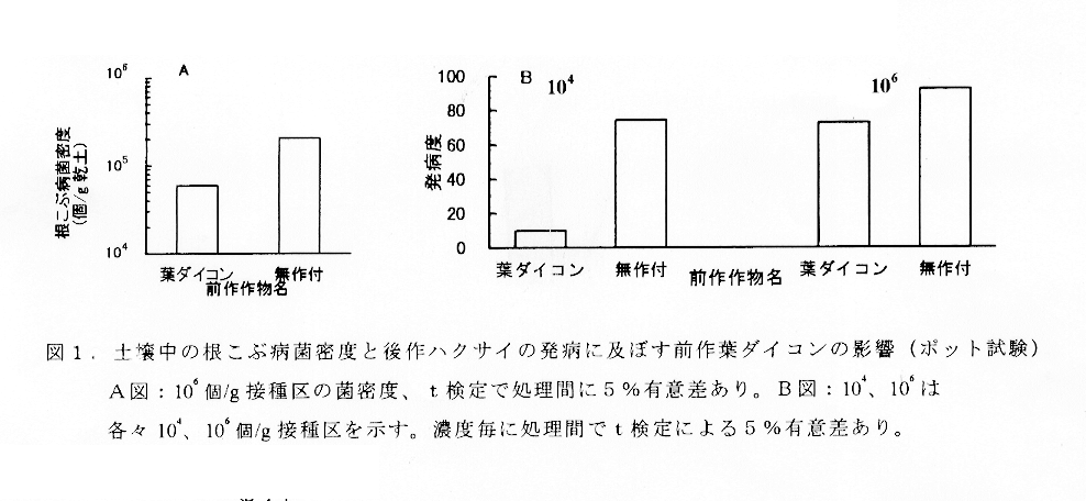 図1:土壌中の根こぶ病菌密度と後作ハクサイの発病に及ぼす前作葉ダイコンの影響