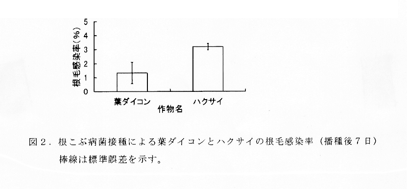 図2:根こぶ病菌接種による葉ダイコンとハクサイの根毛感染率
