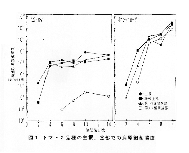 図1:トマト2品種の主根、茎部での病原細菌濃度