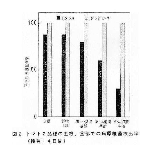 図2:トマト2品種の主根、茎部での病原細菌検出率