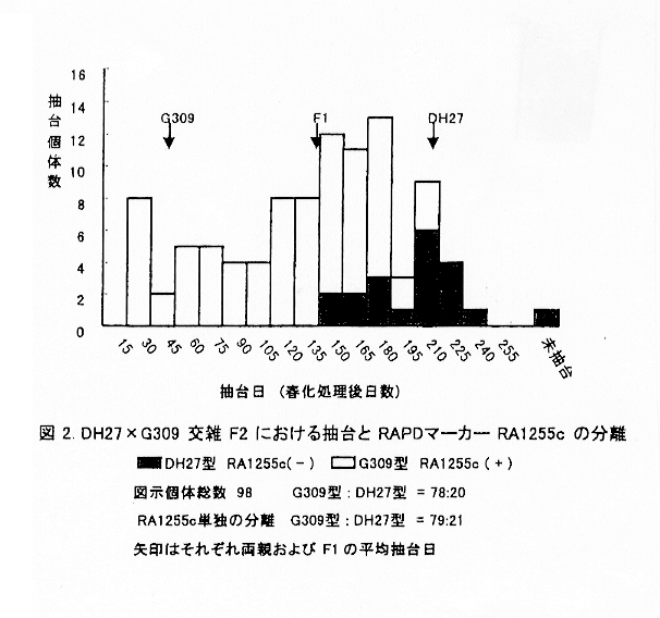 図2:DH27×G309交雑F2における抽台とRAPDマーカーRA1255cの分離