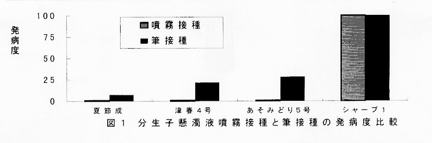 図1:分生子懸濁液噴霧接種と筆接種の発病度比較