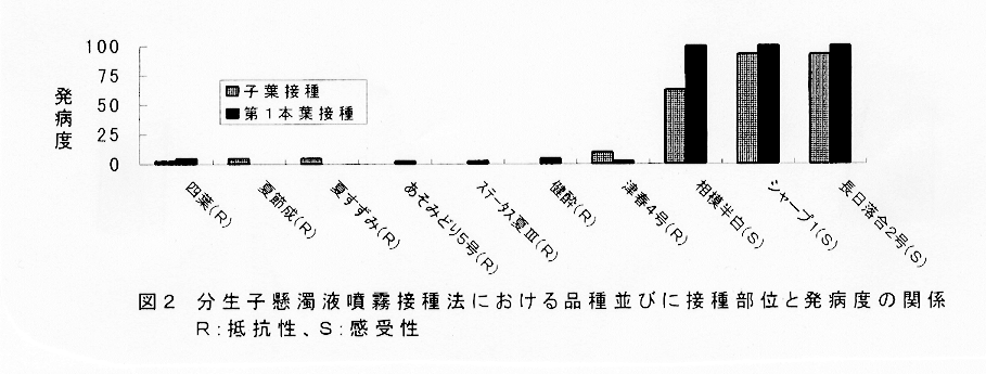 図2:分生子懸濁液噴霧接種法における品種並びに接種部位と発病度の関係
