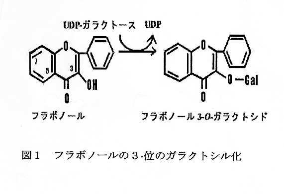 図1:フラボノールの3-位のガラクトシル化