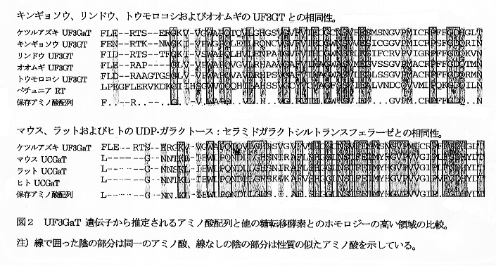 図2:UF3GaT 遺伝子から推定されるアミノ酸配列と他の糖転移酵素とのホモロジーの高い領域の比較