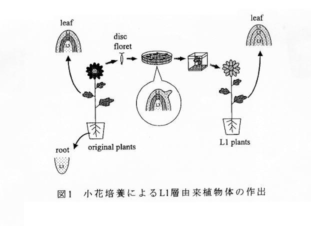 図1:小花培養によるLI層由来植物体の作出