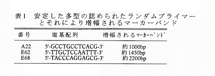 表1:安定した多型の認められたランダムプライマーとそれにより増幅されるマーカーバンド